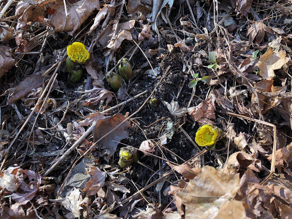 春が到来!!! 浄土ヶ浜ビジターセンター